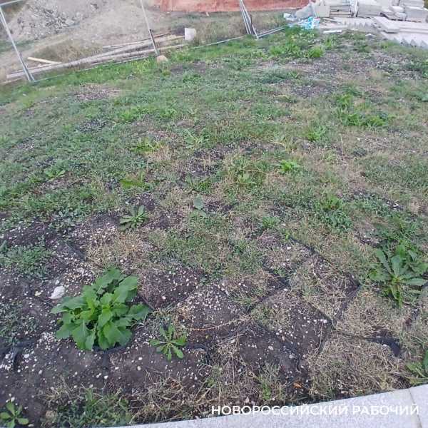 Трава вокруг стелы в Новороссийске будет долго прорастать после рулонного газона