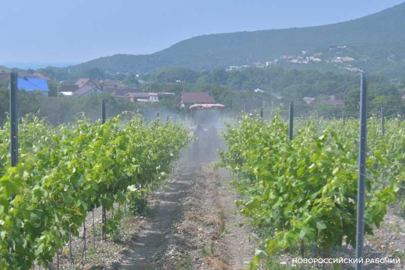 В Абрау-Дюрсо побит рекорд по сбору урожая, который держался с 1982 года!