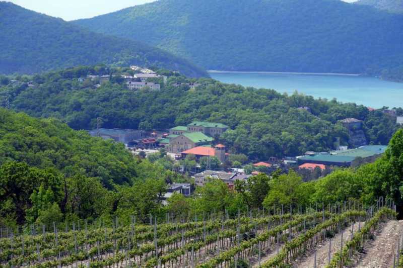 В Абрау-Дюрсо побит рекорд по сбору урожая, который держался с 1982 года!