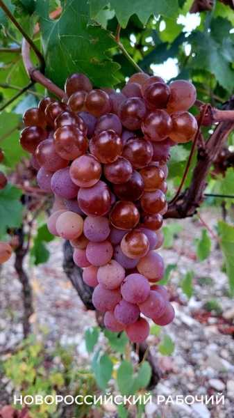 В Абрау-Дюрсо побит рекорд по сбору урожая, который держался с 1982 года!