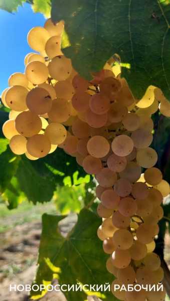 В Абрау-Дюрсо побит рекорд по сбору урожая, который держался с 1982 года!
