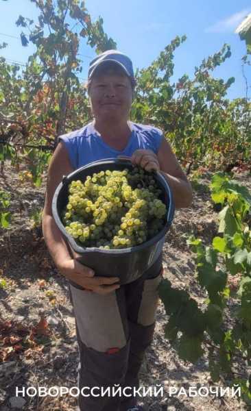 В Абрау-Дюрсо побит рекорд по сбору урожая, который держался с 1982 года!