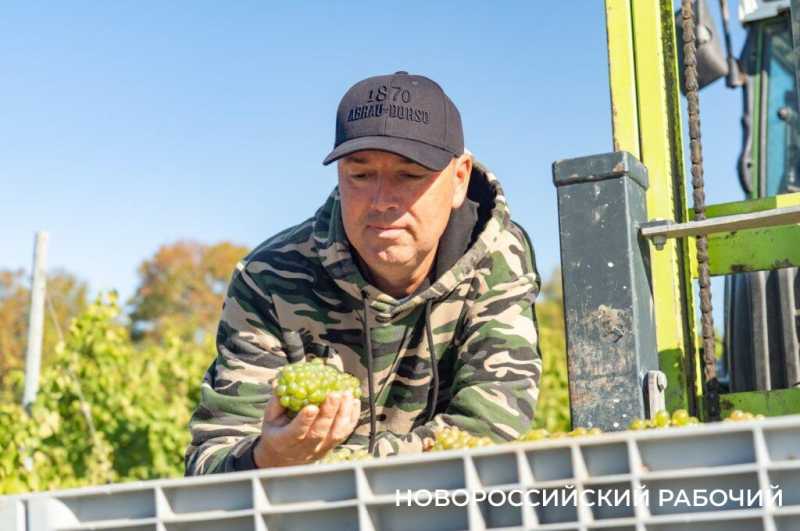 В Абрау-Дюрсо побит рекорд по сбору урожая, который держался с 1982 года!