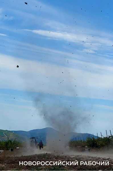 В Абрау-Дюрсо побит рекорд по сбору урожая, который держался с 1982 года!