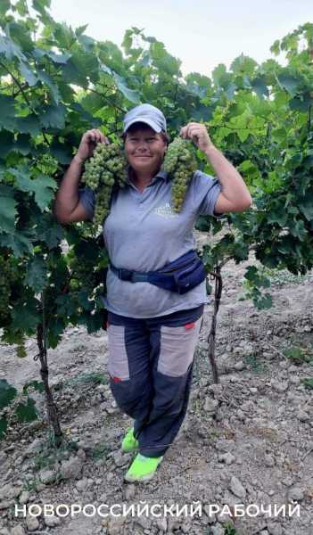В Абрау-Дюрсо побит рекорд по сбору урожая, который держался с 1982 года!