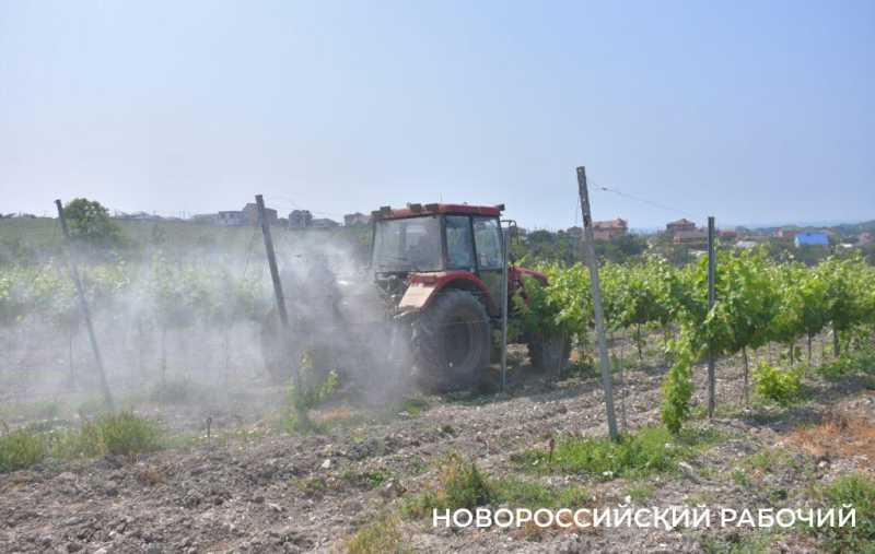 В Абрау-Дюрсо побит рекорд по сбору урожая, который держался с 1982 года!