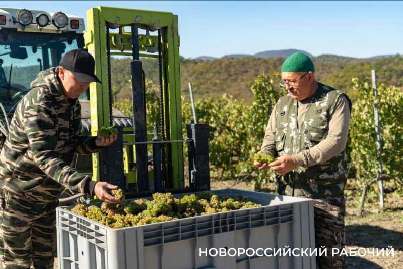 В Абрау-Дюрсо побит рекорд по сбору урожая, который держался с 1982 года!