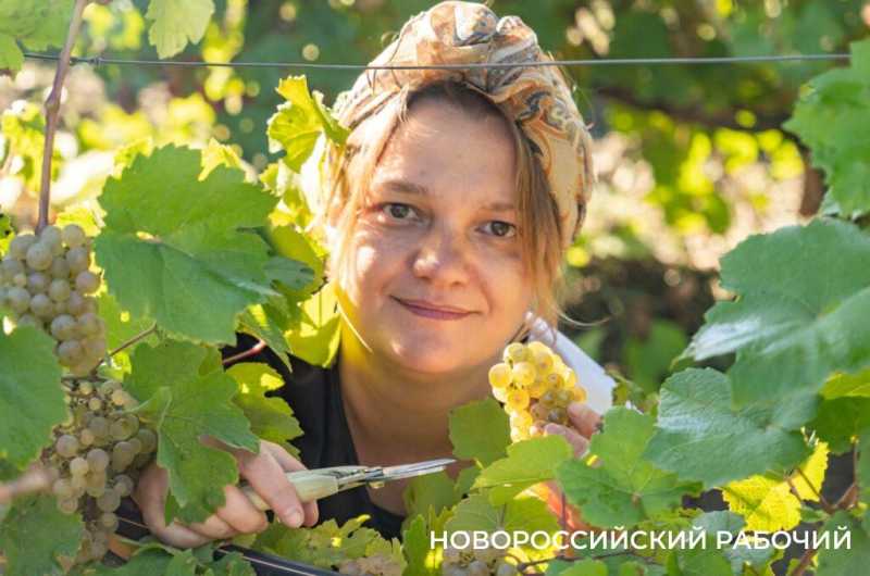 В Абрау-Дюрсо побит рекорд по сбору урожая, который держался с 1982 года!