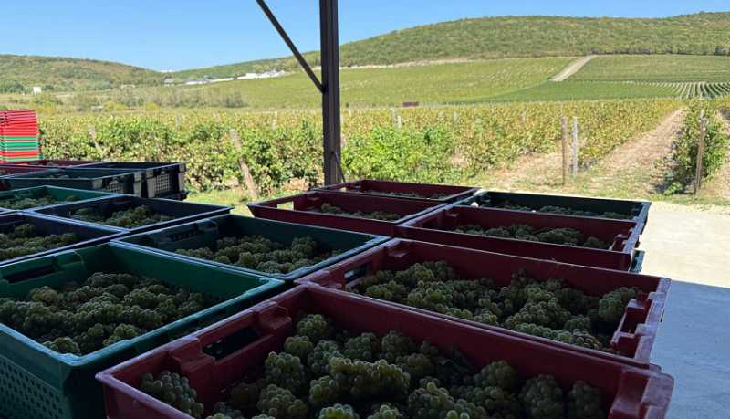 В Новороссийске поставлен очередной рекорд &ndash; собрано 15 490 тонн винограда