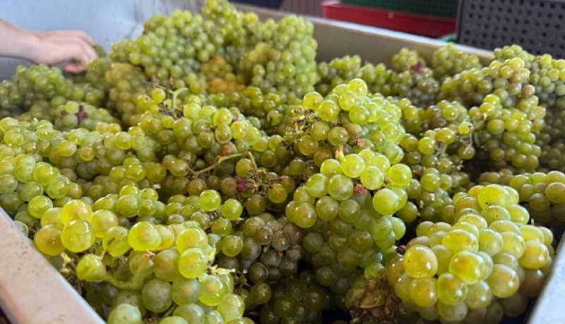 В Новороссийске поставлен очередной рекорд &ndash; собрано 15 490 тонн винограда