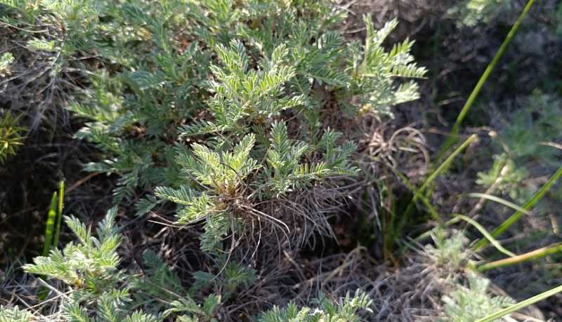 В Новороссийске статус особо охраняемой природной территории местного значения получила природная рекреационная зона &laquo;Камчатское можжевеловое редколесье&raquo;