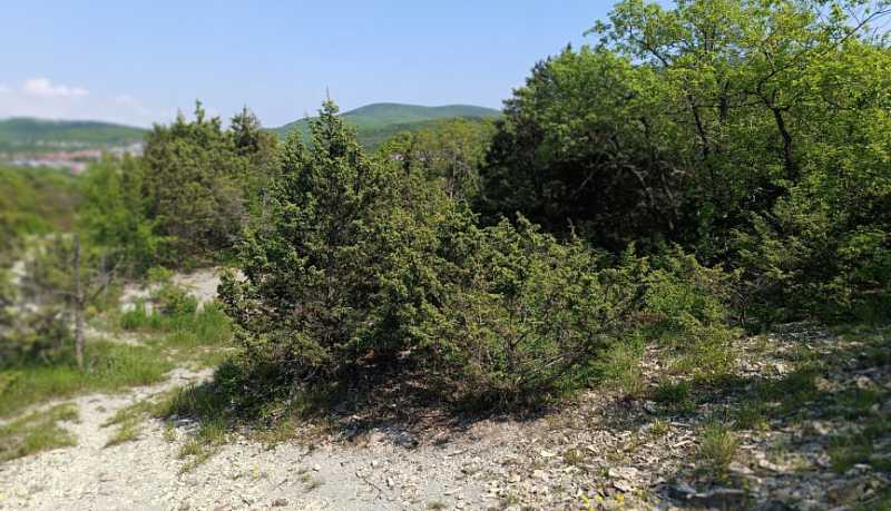 В Новороссийске статус особо охраняемой природной территории местного значения получила природная рекреационная зона &laquo;Камчатское можжевеловое редколесье&raquo;