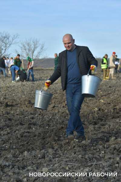 В Новороссийске всем миром высаживают целый лес