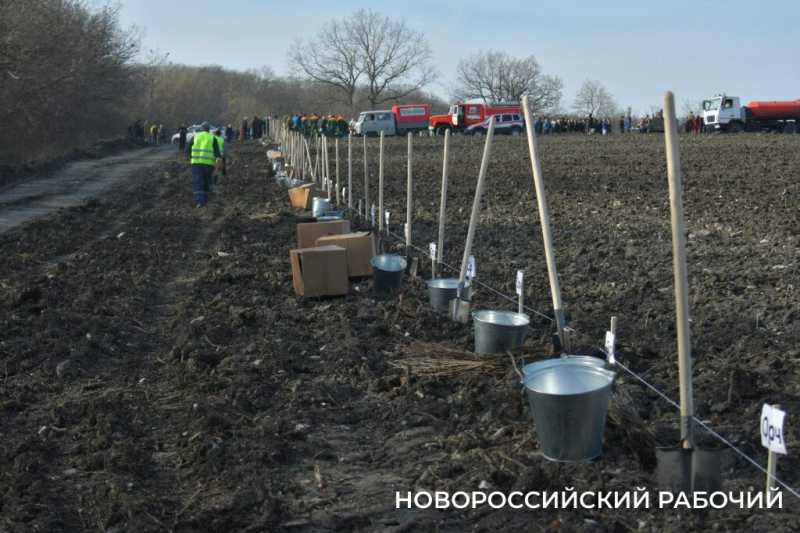 В Новороссийске всем миром высаживают целый лес