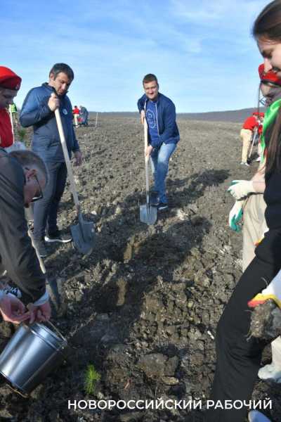 В Новороссийске всем миром высаживают целый лес