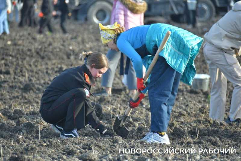 В Новороссийске всем миром высаживают целый лес