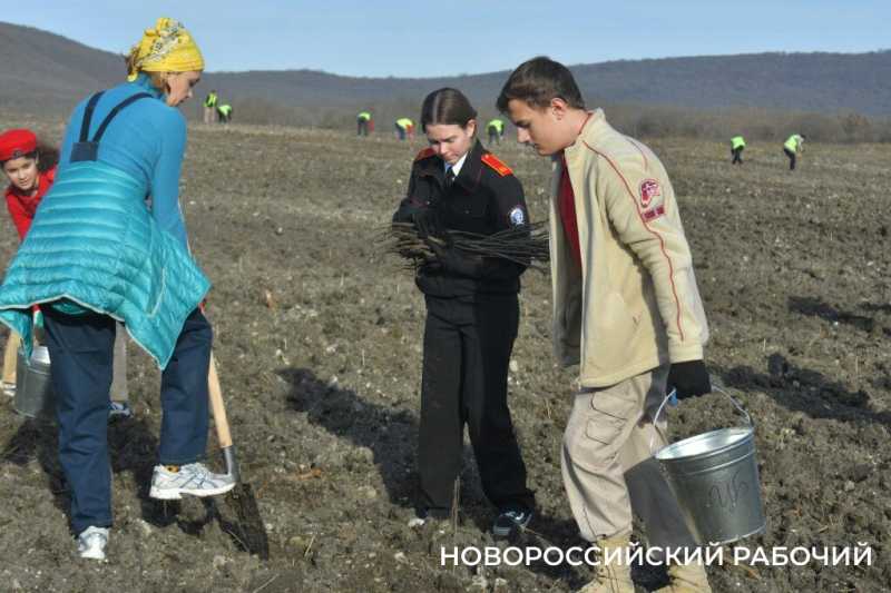 В Новороссийске всем миром высаживают целый лес