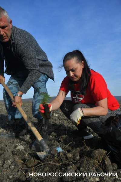 В Новороссийске всем миром высаживают целый лес