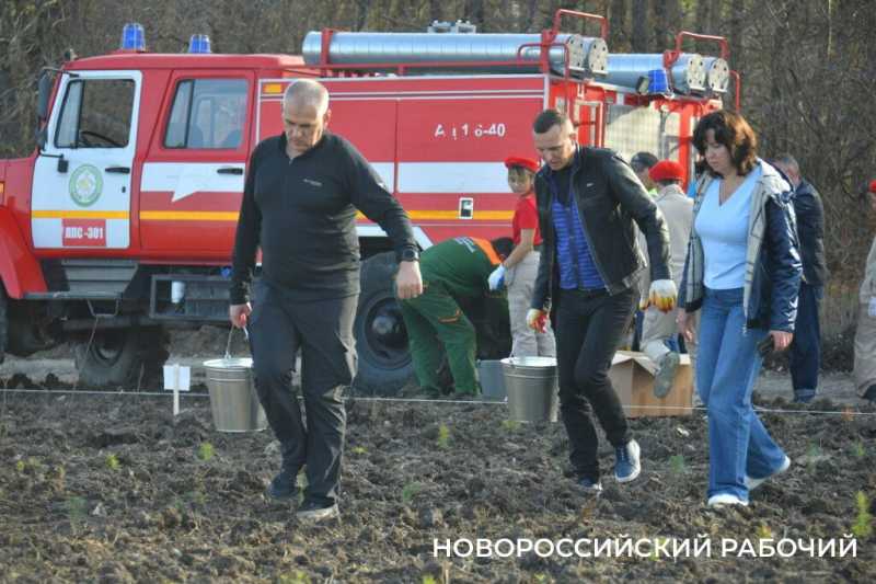 В Новороссийске всем миром высаживают целый лес