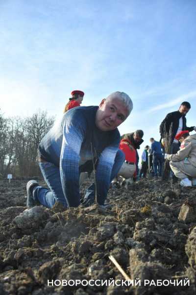 В Новороссийске всем миром высаживают целый лес