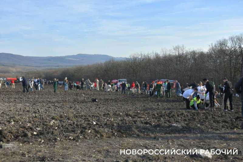 В Новороссийске всем миром высаживают целый лес