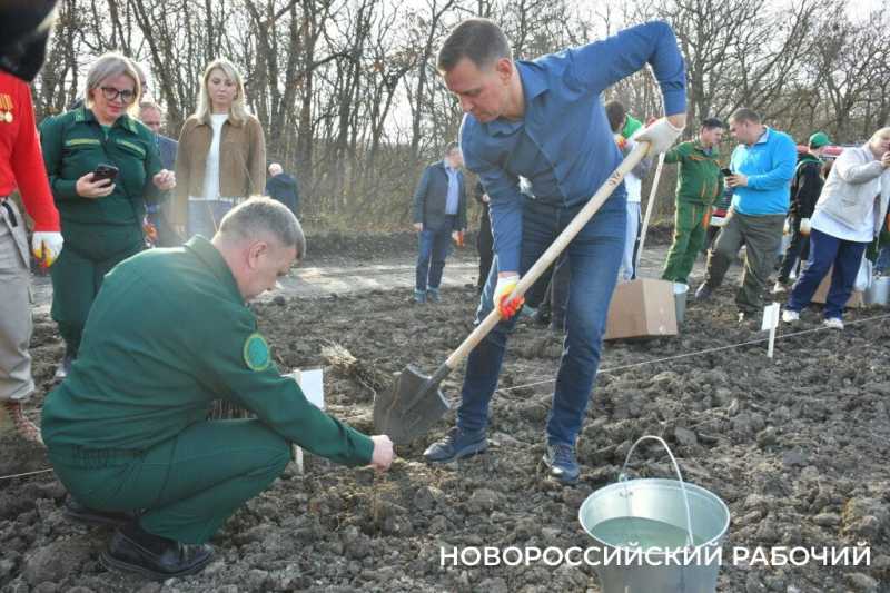 В Новороссийске всем миром высаживают целый лес