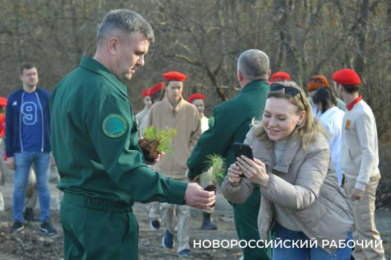 В Новороссийске всем миром высаживают целый лес
