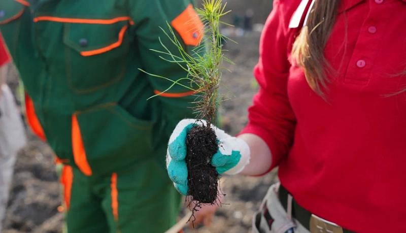 В пригороде Новороссийска высадили порядка 80 тысяч саженцев деревьев в рамках Всероссийской акции &laquo;Сохраним лес&raquo;