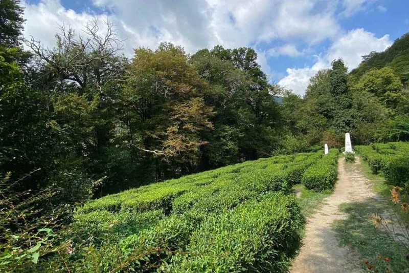 В Сочи разработали новый маршрут для познавательного туризма