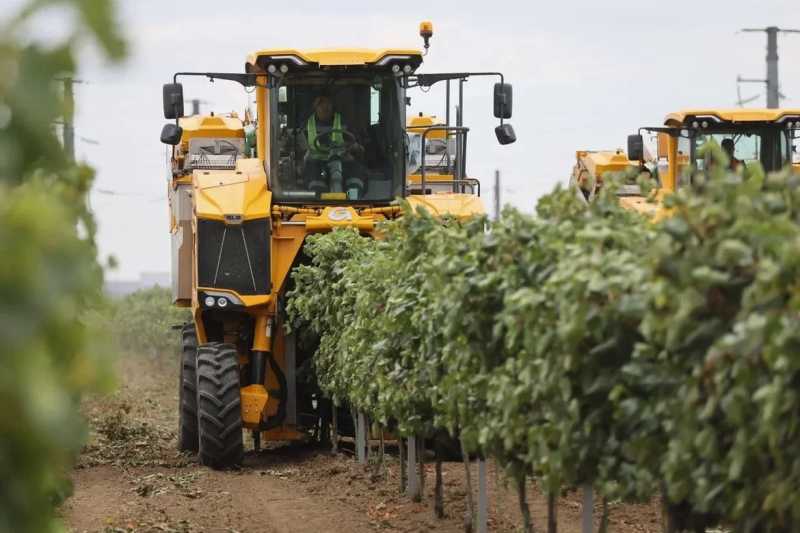 Вениамин Кондратьев: В Краснодарском крае собрали рекордные 305 тысяч тонн винограда
