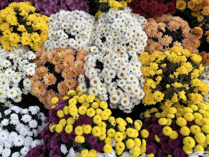 Выборы миссис станицы, заплыв закаленных, походы и концерты. Как Новороссийск отметит День матери