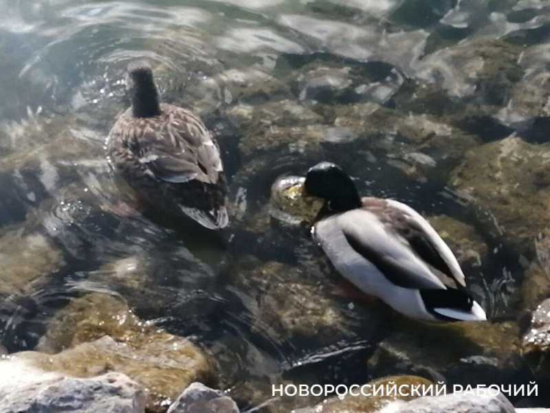 4 декабря &mdash; День угощения птиц и белок. Не кормите их хлебом, сохраните им жизнь!