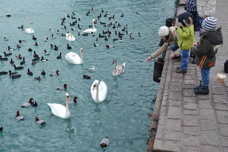 4 декабря &mdash; День угощения птиц и белок. Не кормите их хлебом, сохраните им жизнь!