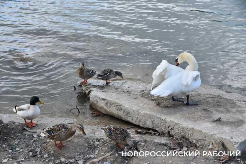 4 декабря &mdash; День угощения птиц и белок. Не кормите их хлебом, сохраните им жизнь!