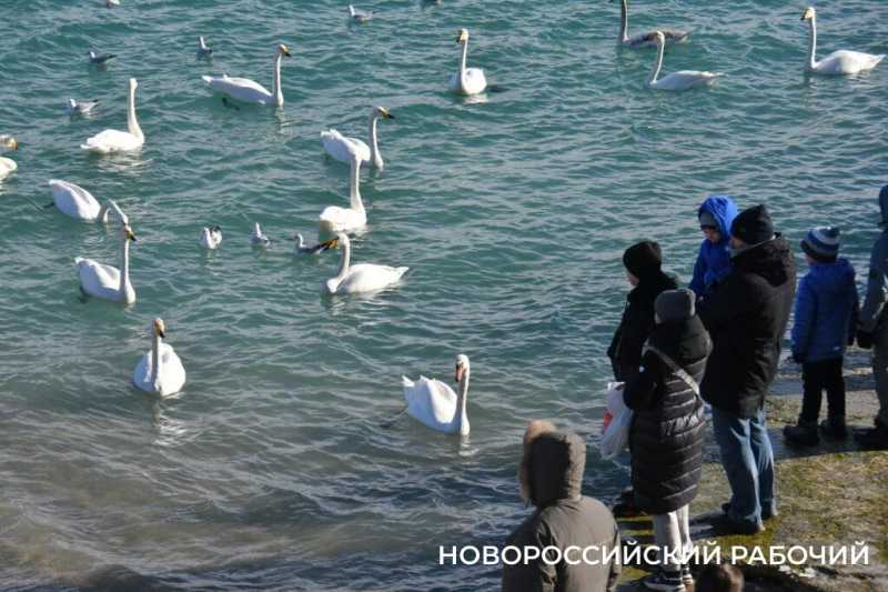4 декабря &mdash; День угощения птиц и белок. Не кормите их хлебом, сохраните им жизнь!