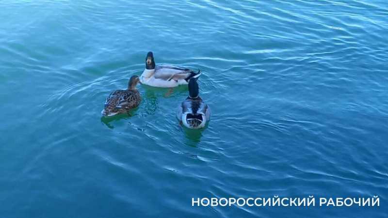 4 декабря &mdash; День угощения птиц и белок. Не кормите их хлебом, сохраните им жизнь!