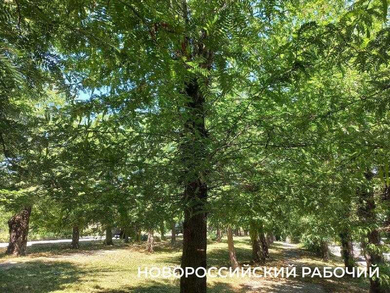 Белить &mdash; нельзя! Как ухаживать за деревьями в Новороссийске по новым правилам