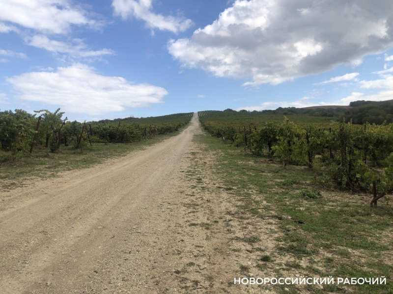 Будут ли индийцы работать на виноградниках Абрау-Дюрсо?