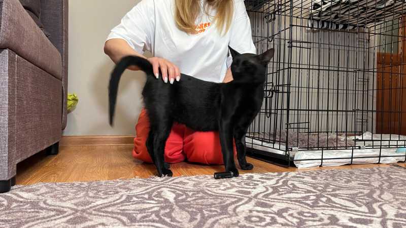 Кот Бурак, &laquo;нелегально&raquo; приплывший в Новороссийск, &mdash; в ТОП-10 по упоминанию в СМИ