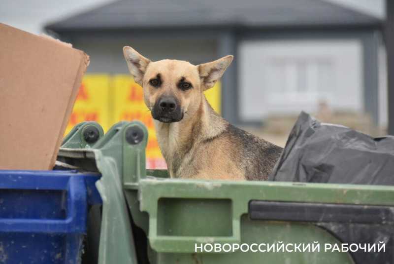 Мусорный полигон в Новороссийске к новому году займет новые территории