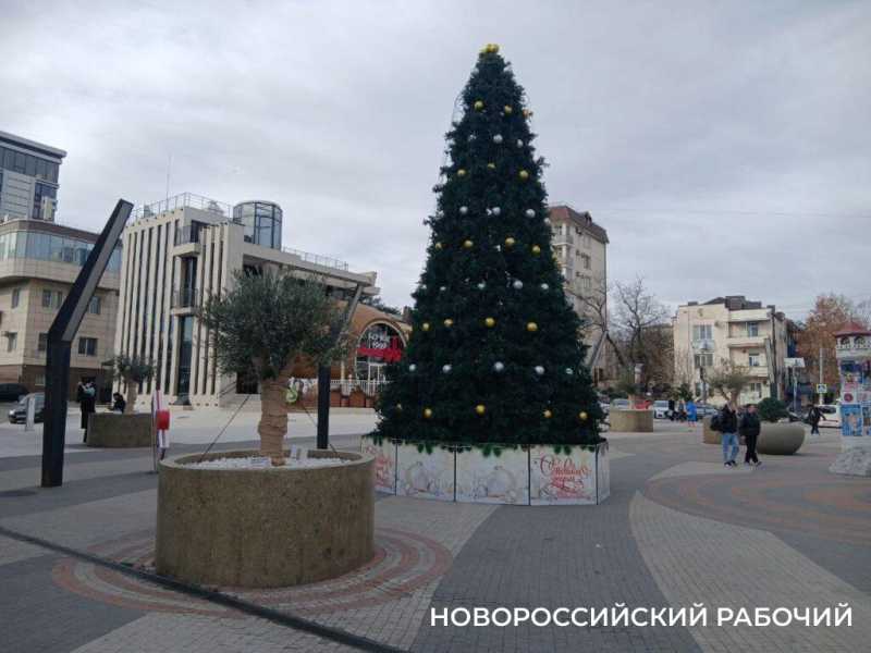 На набережной Новороссийска оливы &laquo;одели&raquo; по-зимнему и нарядили по-новогоднему