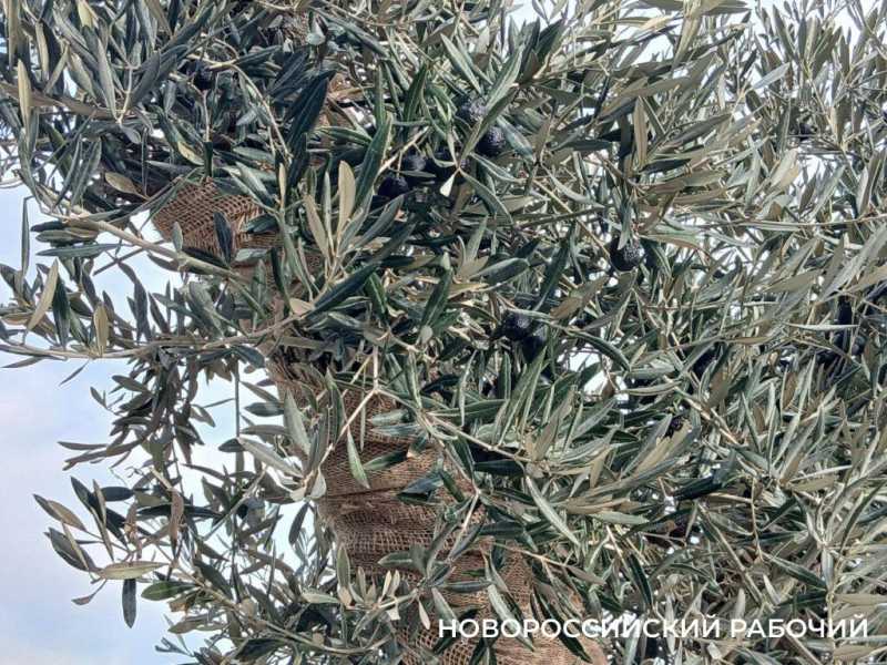 На набережной Новороссийска оливы &laquo;одели&raquo; по-зимнему и нарядили по-новогоднему