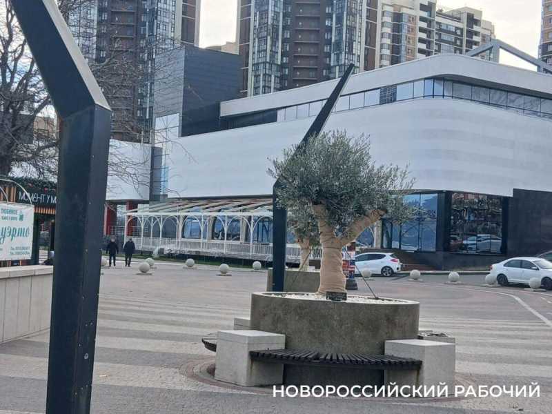 На набережной Новороссийска оливы &laquo;одели&raquo; по-зимнему и нарядили по-новогоднему