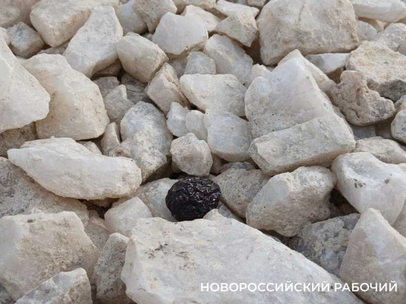 На набережной Новороссийска оливы &laquo;одели&raquo; по-зимнему и нарядили по-новогоднему