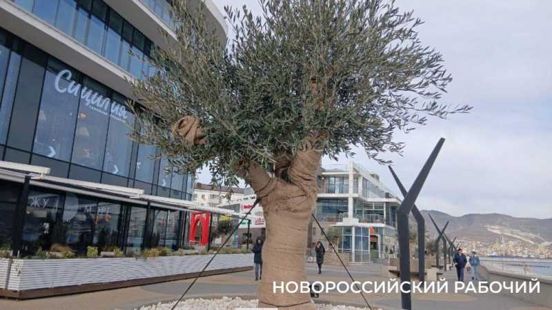 На набережной Новороссийска оливы &laquo;одели&raquo; по-зимнему и нарядили по-новогоднему