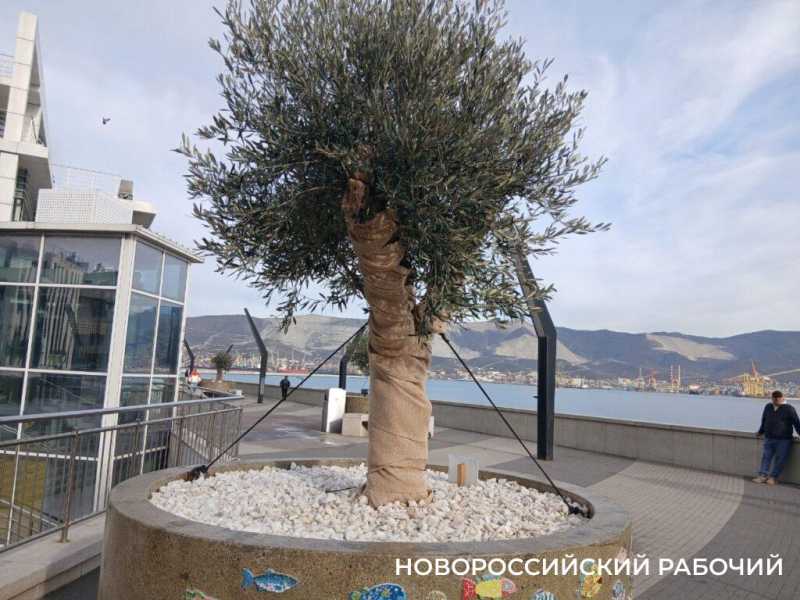 На набережной Новороссийска оливы &laquo;одели&raquo; по-зимнему и нарядили по-новогоднему
