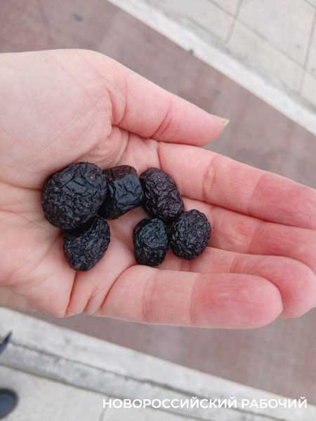 На набережной Новороссийска оливы &laquo;одели&raquo; по-зимнему и нарядили по-новогоднему