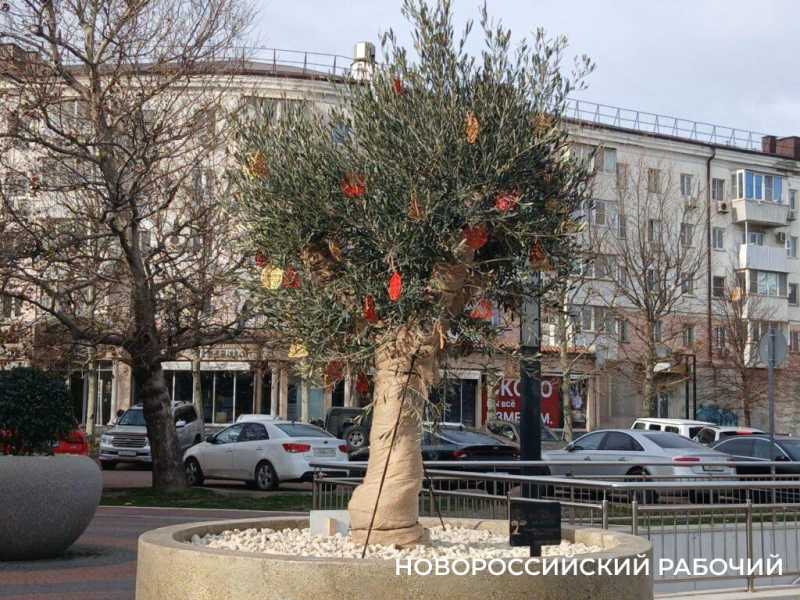 На набережной Новороссийска оливы &laquo;одели&raquo; по-зимнему и нарядили по-новогоднему