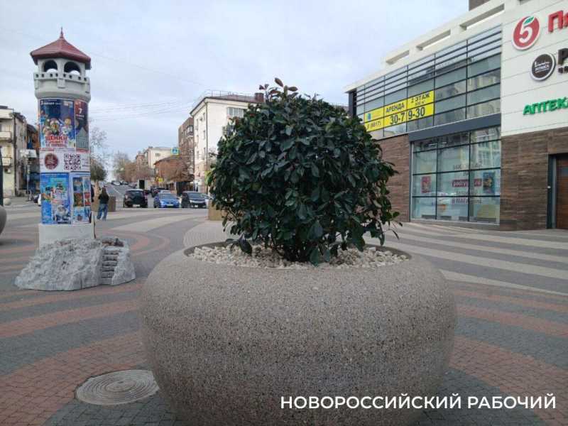 На набережной Новороссийска оливы &laquo;одели&raquo; по-зимнему и нарядили по-новогоднему