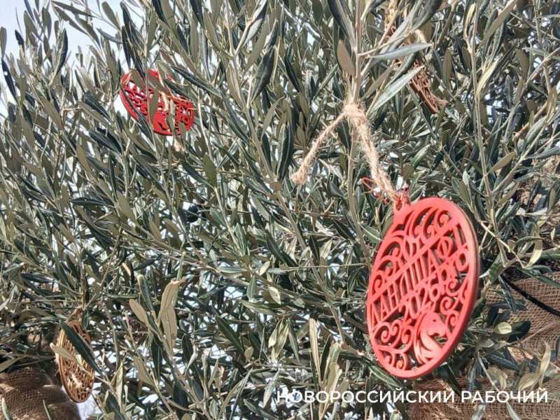 На набережной Новороссийска оливы &laquo;одели&raquo; по-зимнему и нарядили по-новогоднему